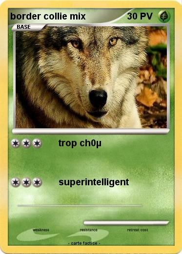 Pokemon border collie mix
