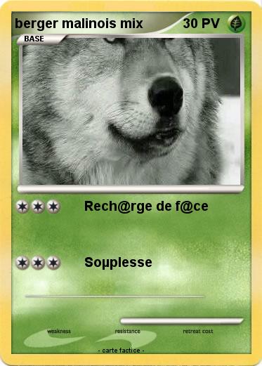 Pokemon berger malinois mix