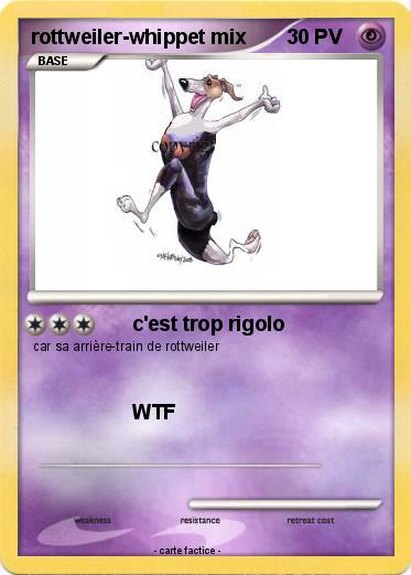 Pokemon rottweiler-whippet mix