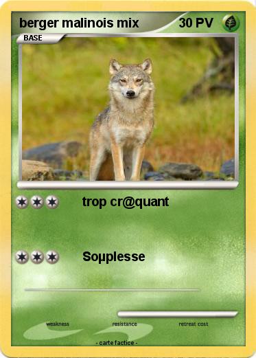 Pokemon berger malinois mix