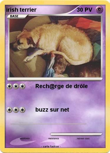 Pokemon irish terrier