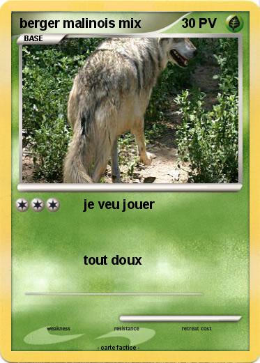 Pokemon berger malinois mix