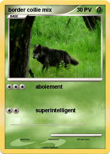 Pokemon border collie mix