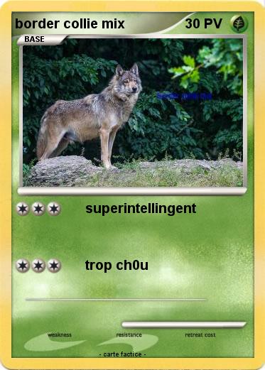 Pokemon border collie mix