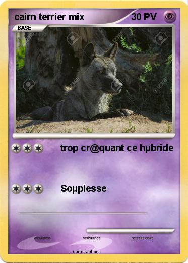Pokemon cairn terrier mix