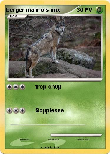 Pokemon berger malinois mix