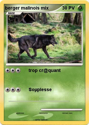 Pokemon berger malinois mix