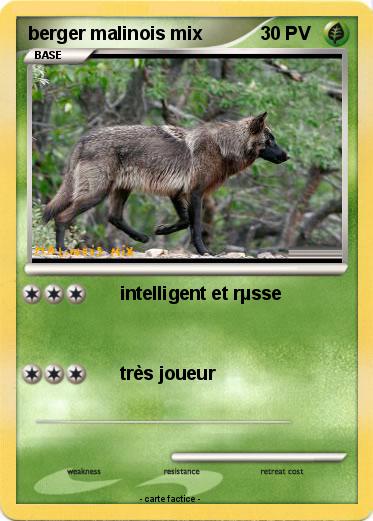 Pokemon berger malinois mix