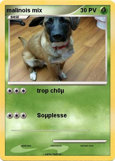 Pokemon malinois mix