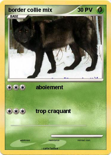 Pokemon border collie mix