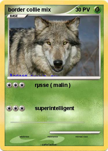 Pokemon border collie mix