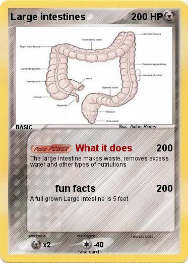 Pokemon Large intestines