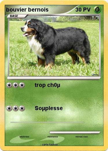 Pokemon bouvier bernois