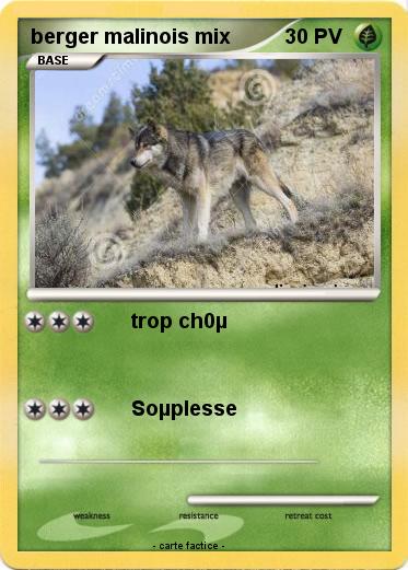 Pokemon berger malinois mix