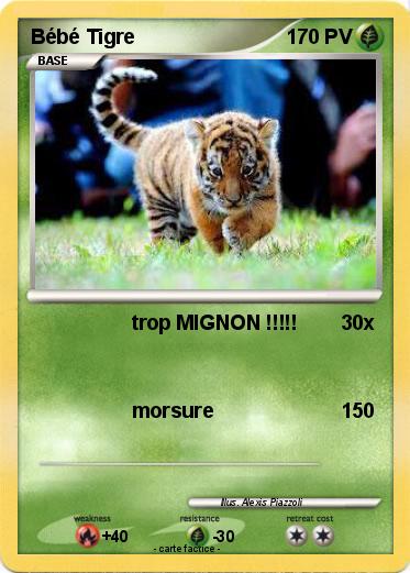 Pokemon Bébé Tigre