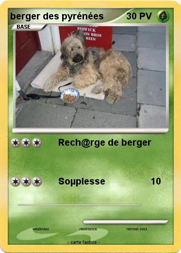 Pokemon berger des pyrénées