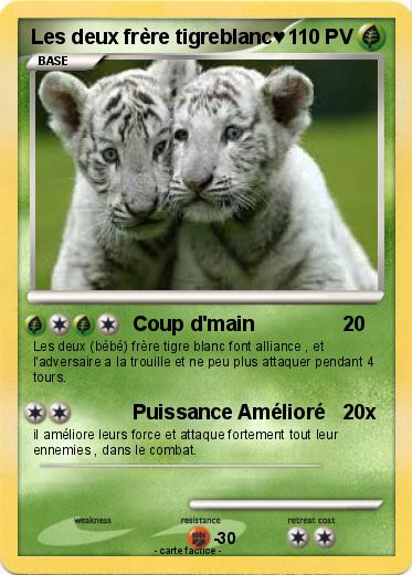 Pokemon Les deux frère tigreblanc♥