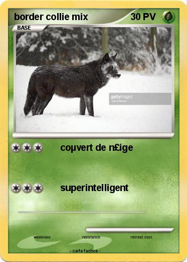 Pokemon border collie mix