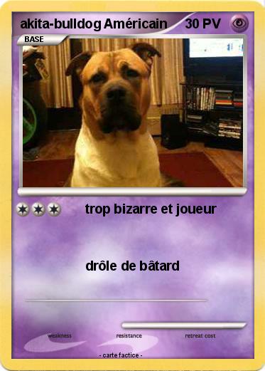 Pokemon akita-bulldog Américain