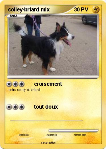 Pokemon colley-briard mix