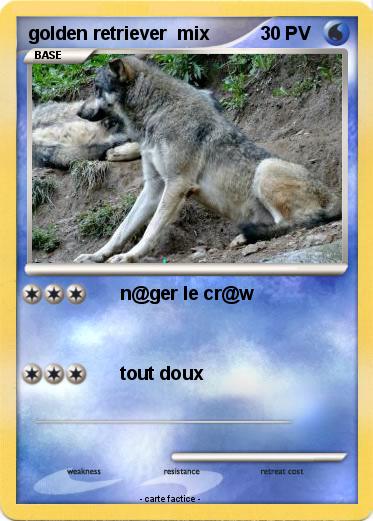 Pokemon golden retriever  mix