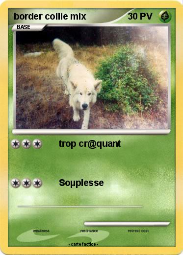 Pokemon border collie mix