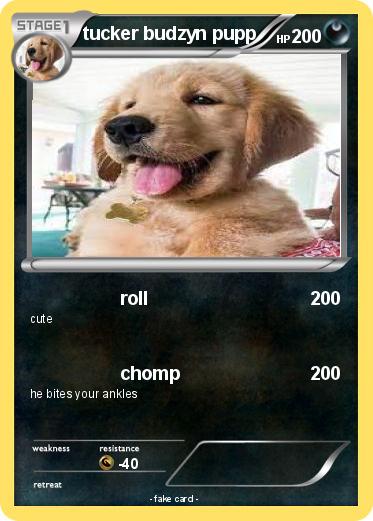 Pokemon tucker budzyn pupp
