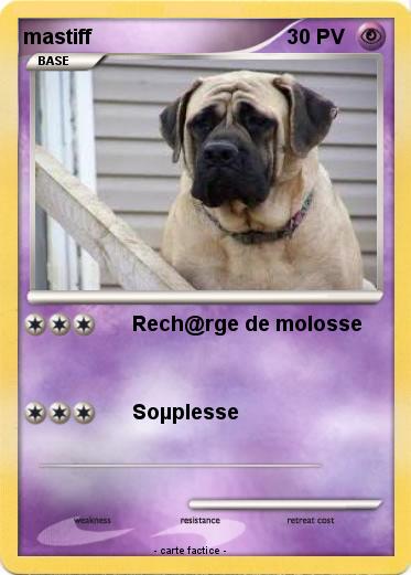 Pokemon mastiff