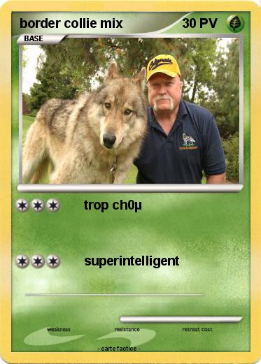 Pokemon border collie mix