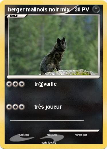 Pokemon berger malinois noir mix