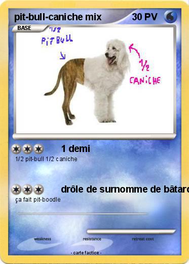 Pokemon pit-bull-caniche mix