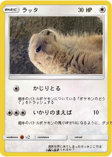 Pokemon ラッタ