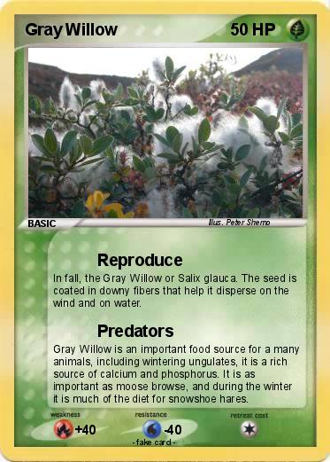 Pokemon Gray Willow