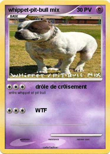 Pokemon whippet-pit-bull mix