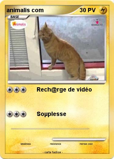 Pokemon animalis com