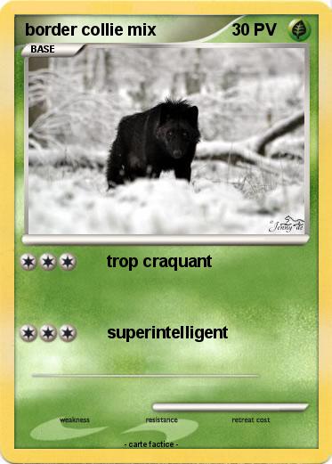 Pokemon border collie mix