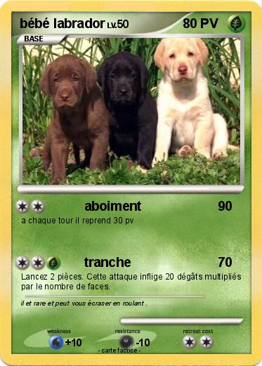 Pokemon bébé labrador