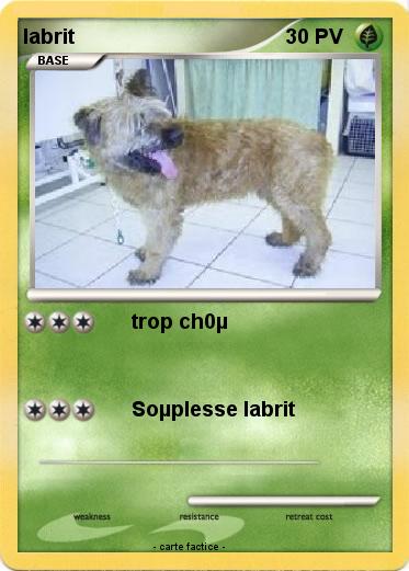 Pokemon labrit