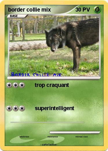 Pokemon border collie mix
