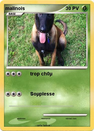 Pokemon malinois