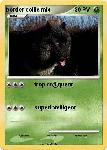 Pokemon border collie mix