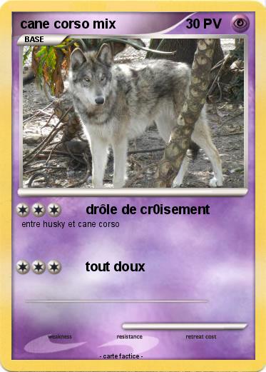 Pokemon cane corso mix
