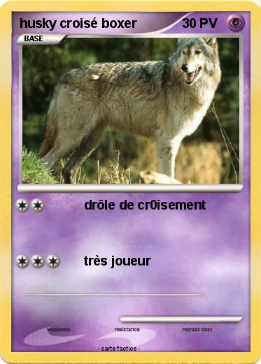 Pokemon husky croisé boxer