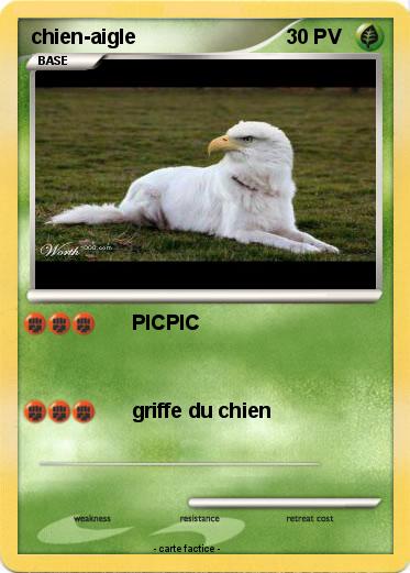 Pokemon chien-aigle