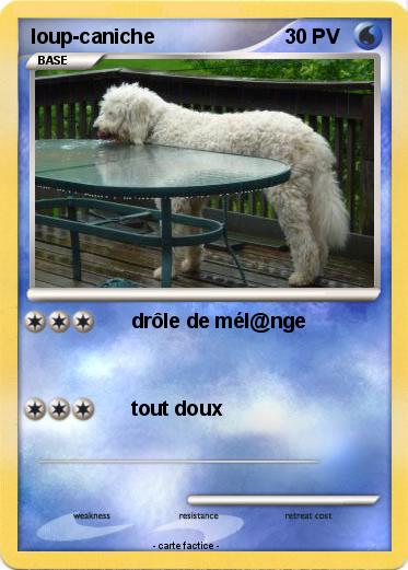 Pokemon loup-caniche