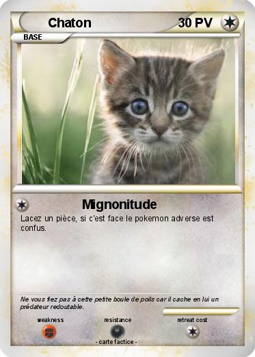 Pokemon Chaton