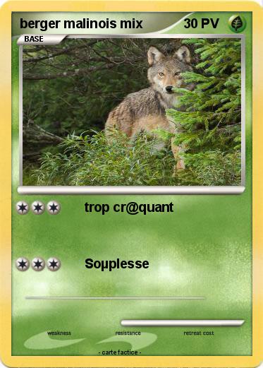 Pokemon berger malinois mix