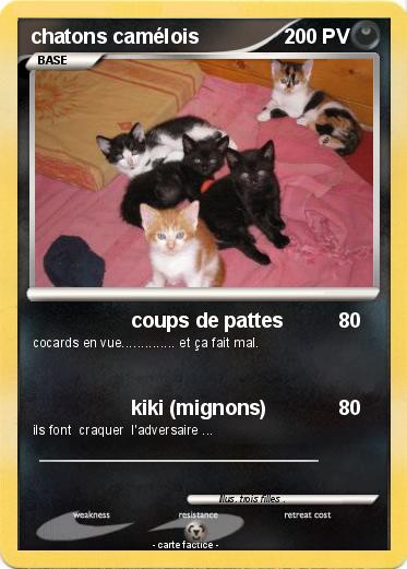 Pokemon chatons camélois
