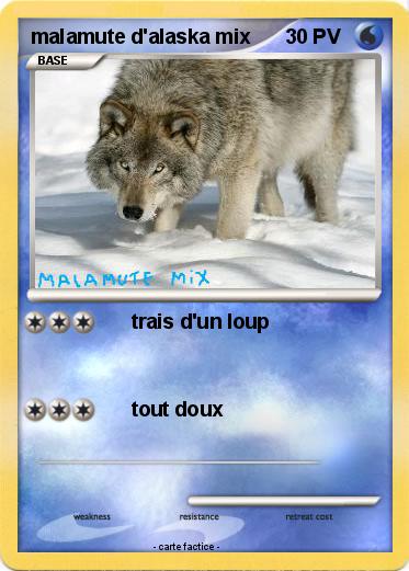 Pokemon malamute d'alaska mix
