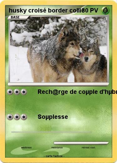 Pokemon husky croisé border collie